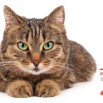 Pulgout Gatos Mas De 4 Kg