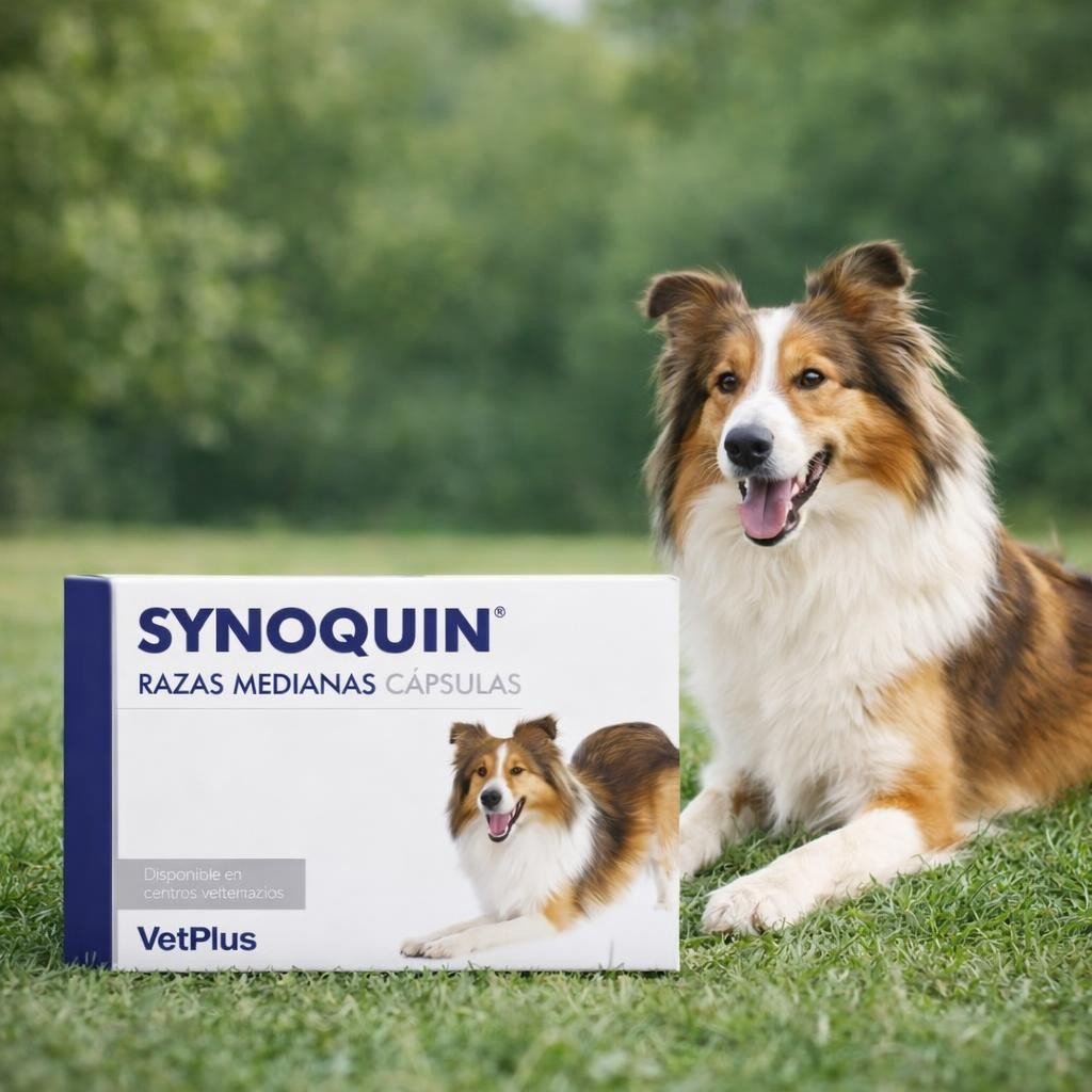Synoquin Protector Articular Para Perros Medianos Caja Con 30 Comprimidos